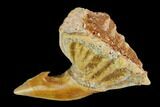 Fossil Sawfish (Onchopristis) Rostral Barb - Morocco #145587-1